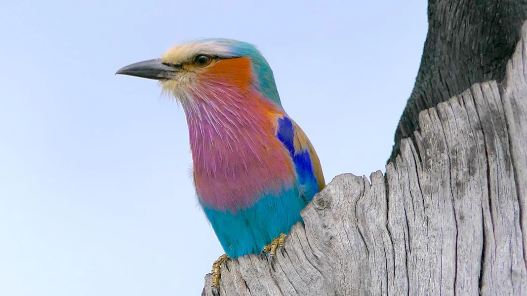 krüger-national-park-südafrika-gabelracke