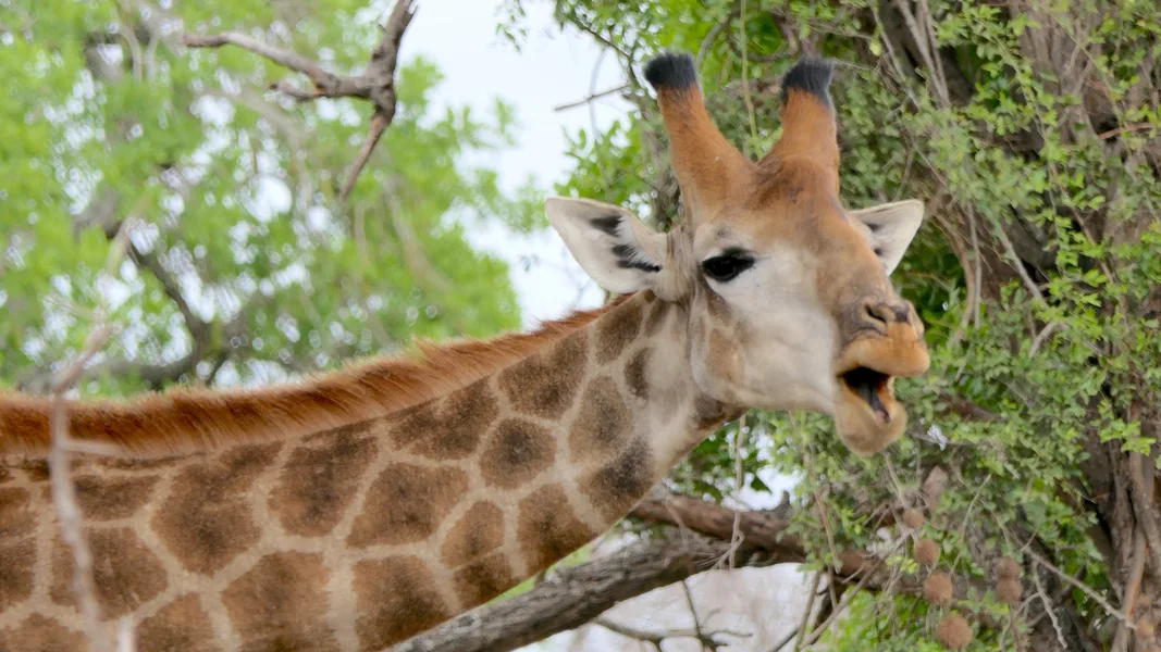 krüger-national-park-südafrika-giraffe