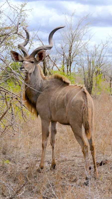 krüger-national-park-südafrika-grosser-kudu