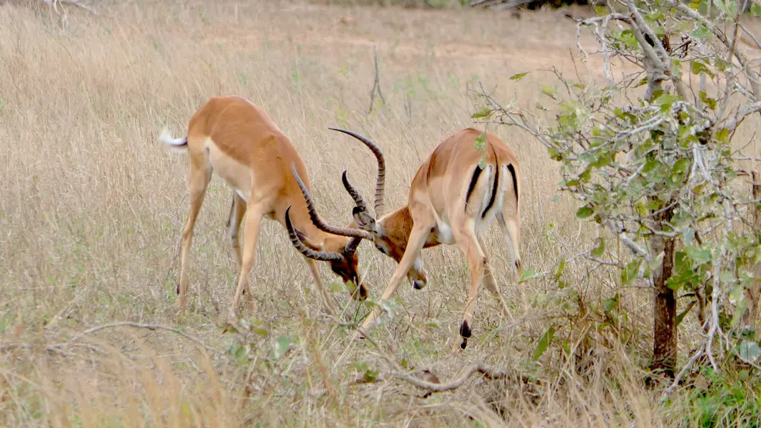 krüger-national-park-südafrika-kaempfende-antilopen