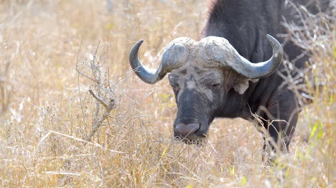 krüger-national-park-südafrika-kaffernbüffel