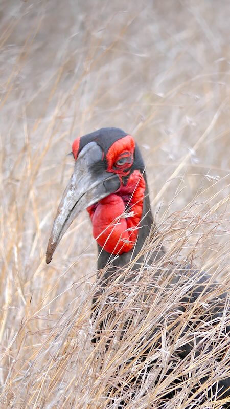 krüger-national-park-südafrika-südlicher-hornrabe-kopf