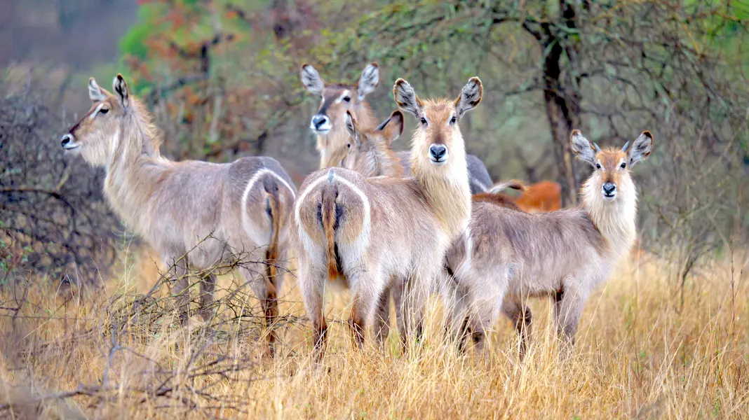 krüger-national-park-südafrika-wasserbock-gruppe