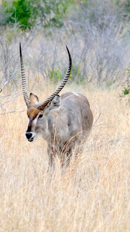 krüger-national-park-südafrika-wasserbock
