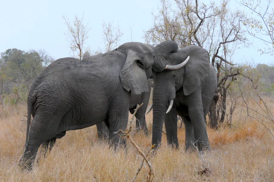 krüger-national-park-südafrika-zwei-kaempfende-elefanten