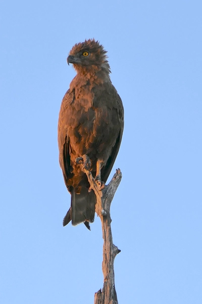 mjejane-game-reserve-südafrika-einfarben-schlangenadler-in-der-morgensonne Einfarben-Schlangenadler (Brown Snake Eagle) beobachtet Beute im Mjejane Game Reserve Südafrika