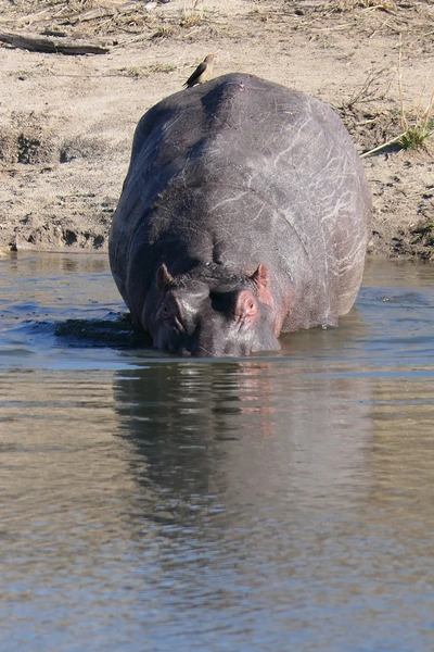 mjejane-game-reserve-südafrika-flusspferd-geht-langsam-ins-wasser Ein Flusspferd geht langsam ins Wasser des Mjejane Dam.