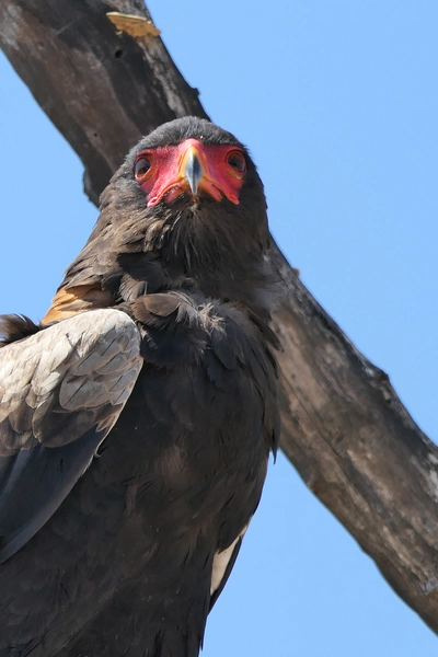 mjejane-game-reserve-südafrika-gaukler Gaukler Vogel (Bateleur) mit rotem Gesicht auf einem Ast im Mjejane Reservat am Krüger Park