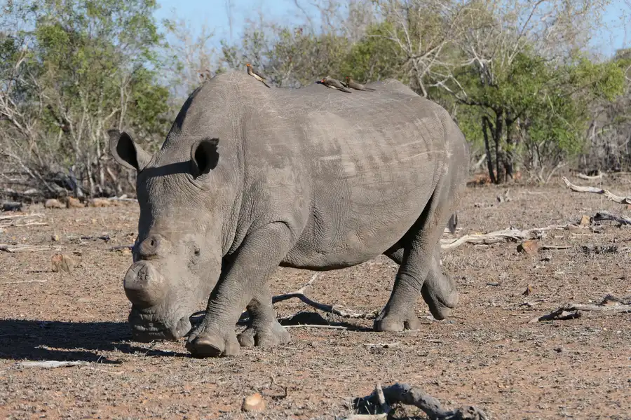 mjejane-game-reserve-südafrika-nashorn-ohne-horn Ein Nashorn im Mjejane Private Game Reserve.