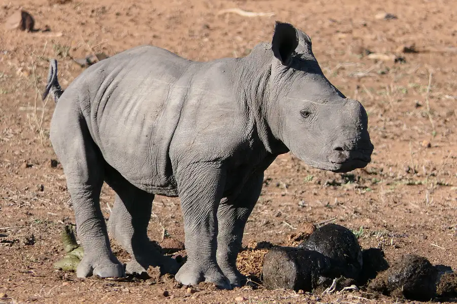 EIn Nashornbaby genießt die Morgensonne.