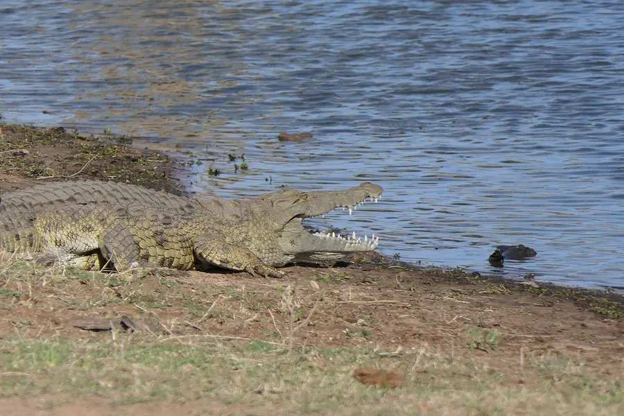 mjejane-game-reserve-südafrika-nilkrokodil-mit-aufgerissenem-maul Großes Nilkrokodil mit aufgerissenem Maul beim Sonnenbad am Mjejane Dam im südafrikanischen Busch.