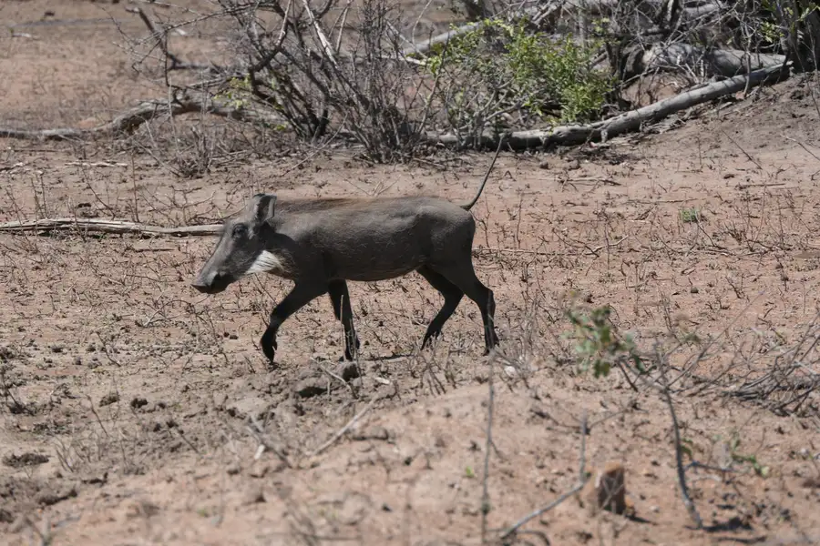 mjejane-game-reserve-südafrika-radio-afrika Ein Warzenschwein mit aufgestelltem Schwanz wird auch Radio Africa genannt