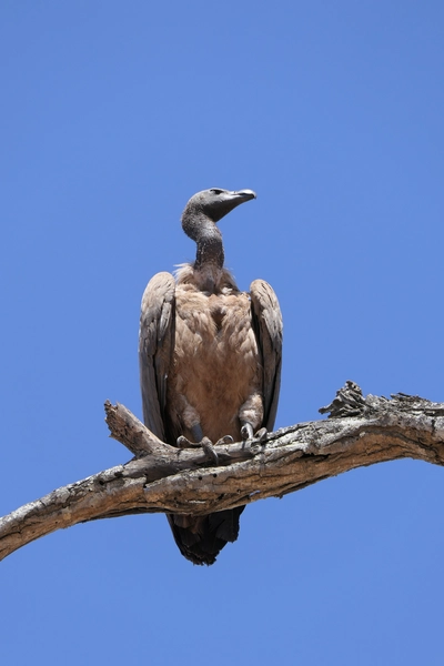 mjejane-game-reserve-südafrika-weissrueckengeier Seltener Weißrückengeier (White-backed Vulture) auf einem Baum im Mjejane Private Game Reserve