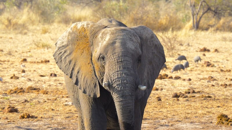 namibia-etosha-elefant-mit-dreck