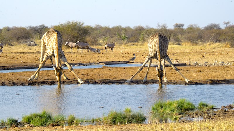 Zwei Giraffen trinken parallel am Wasserloch im Etosha Nationalpark.