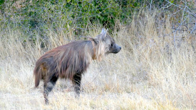 namibia-okonjima-nature-drive-braune-hyaene-blickt-nach-vorn Eine braue Hyäne im Okonjima Nature Reserve in Namibia auf der Suche nach Beute.