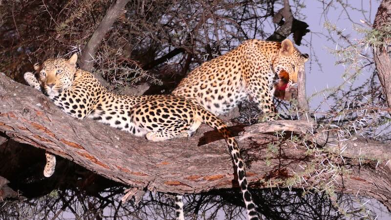namibia-okonjima-nature-drive-leopardenmama-mit-jungem-leoparden-im-baum Eine Leopardenmama mit ihrem Nachwuchs im Okonjima Nature Reserve in Namibia auf einem sicheren Baum.