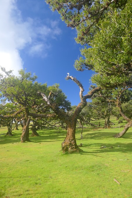 madeira-fanal-wald-bei-blauem-himmel Knorrige Bäume vor blauem Himmel im Fanal-Wald auf Madeira.