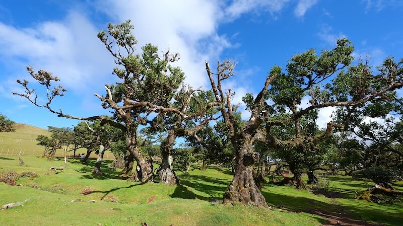 madeira-fanal-wald-bei-sonnenschein Knorrige Bäume vor blauem Himmel im Fanal-Wald auf Madeira.