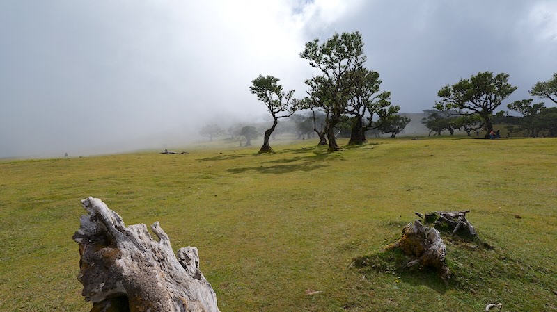 madeira-fanal-wald-es-wird-neblig Nebel zieht auf im Fanal-Wald auf Madeira.