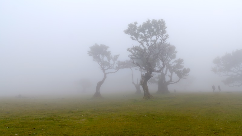 Im Nebel wirkt der Fanal-Wald auf Madeira mystisch.