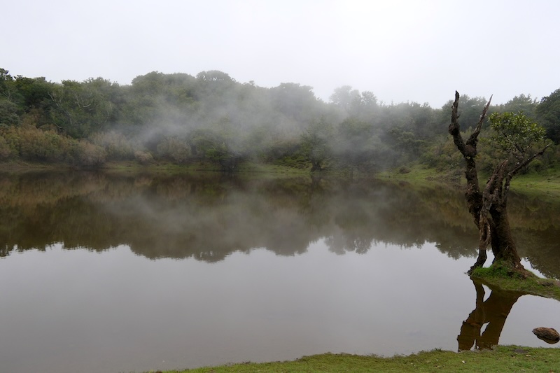 madeira-fanal-wald-kleiner-see Ein kleiner See am Rande des Fanal-Waldes auf Madeira.