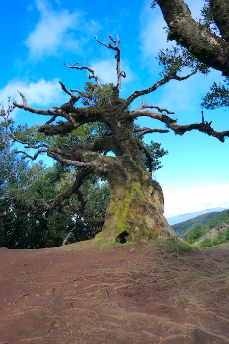madeira-fanal-wald-knorriger-baum-vor-blauem-himmel Ein knorriger Baum vor blauem Himmel im Fanal-Wald auf Madeira.