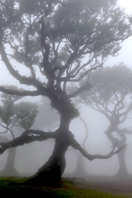 madeira-fanal-wald-mystisch-wirkender-baum Nebel verwandelt den Fanal-Wald auf Madeira in eine mystische Szenerie.