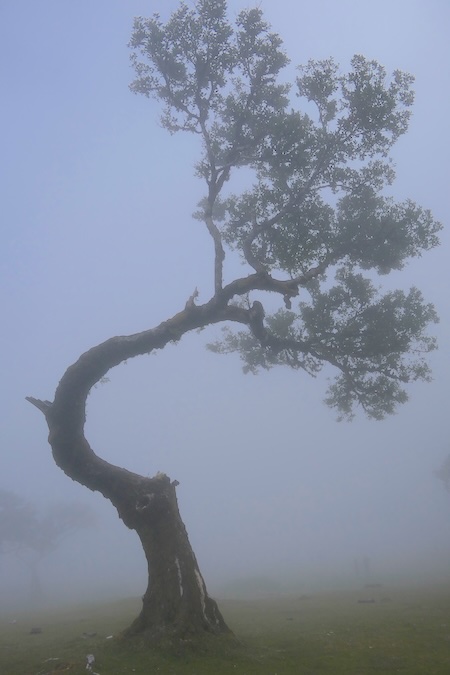 madeira-fanal-wald-mystische-szene-im-nebel Nebel verwandelt den Fanal-Wald auf Madeira in eine mystische Szenerie.