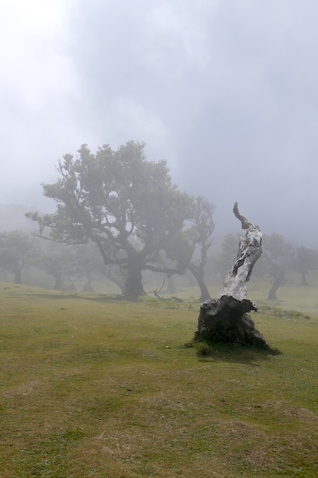 madeira-fanal-wald-nebel-verleiht-dem-wald-eine-mystische-stimmung Nebel verwandelt den Fanal-Wald auf Madeira in eine mystische Szenerie.
