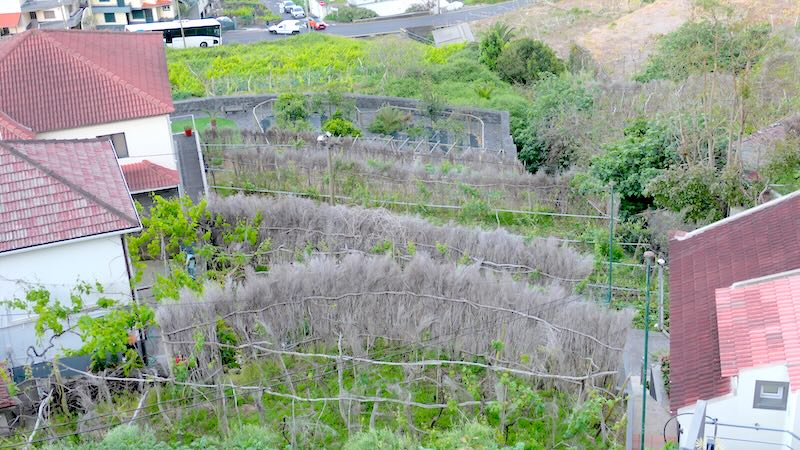 Privater Weinanbau in Seixal auf Madeira.