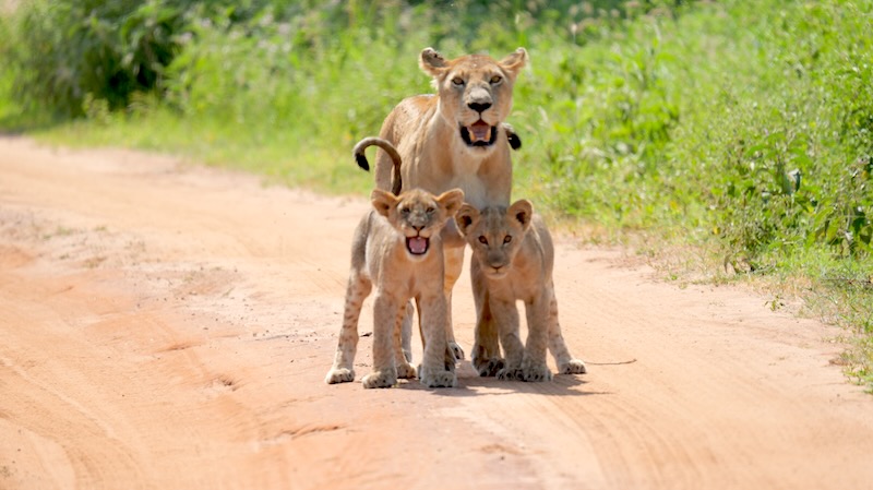 Ein Löwenjunges zeigt im Tarangire National Park, dass es schon fauchen kann.