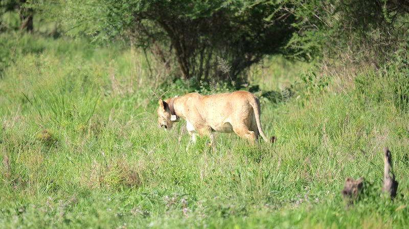 tanasania-tarangire-national-park-loewin-mit-peilsender Eine Löwin mit einem Peilsender im Tarangire National Park in Tansania.