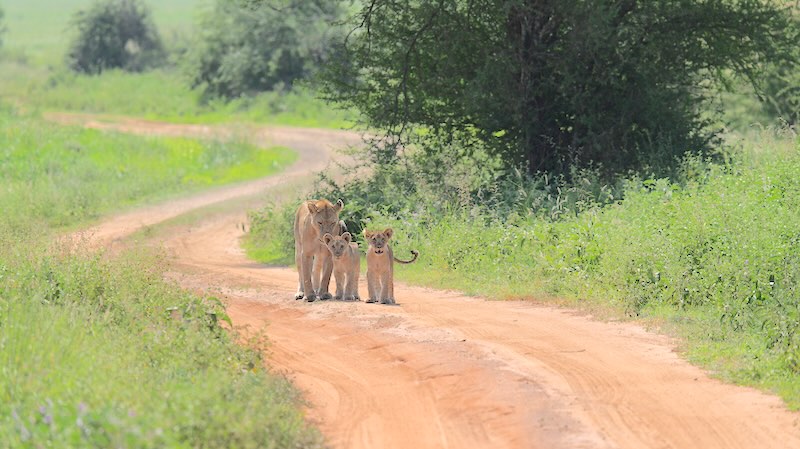 tanasania-tarangire-national-park-loewin-mit-zwei-jungen-weit-weg Eine Löwin mit zwei Jungen im Tarangire National Park in Tansania.