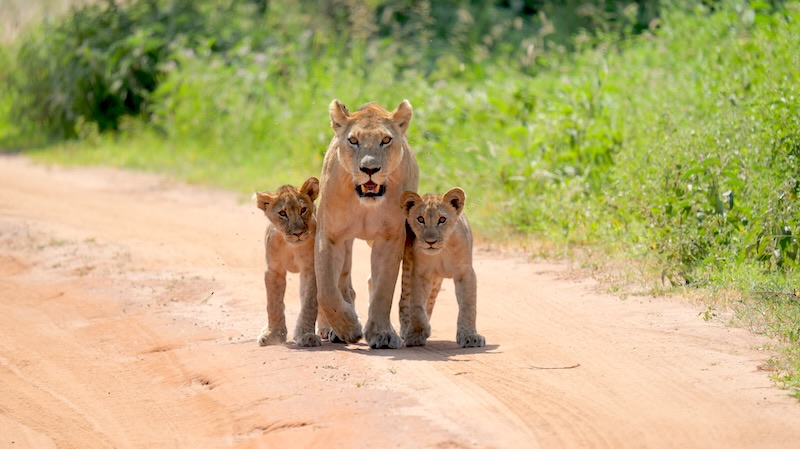 tanasania-tarangire-national-park-loewin-mit-zwei-jungen Eine Löwin mit zwei Jungen im Tarangire National Park in Tansania.