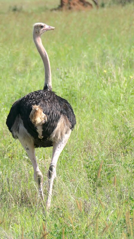 tanasania-tarangire-national-park-massai-strauss-hochkant Massai-Strauß im Tarangire National Park in Tansania.