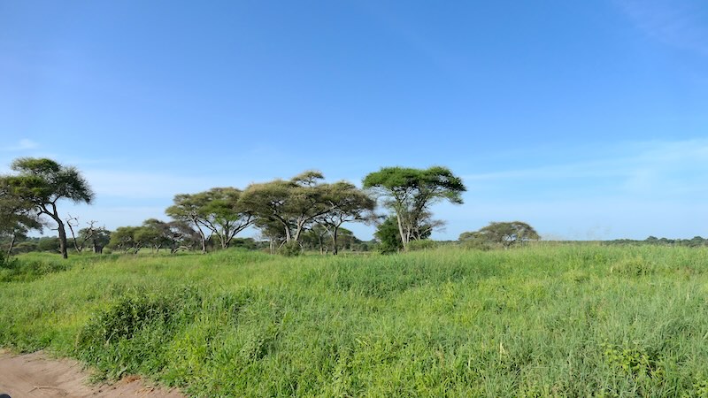 tanasania-tarangire-national-park-ueppiges-gruen Sattes Grün in der Savanne des Tarangire National Park in Tansania.