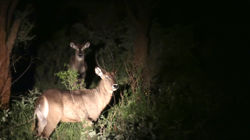 Wasserböcke, entdeckt während einer Nachtpirschfahrt im Tarangire Nationalpark.