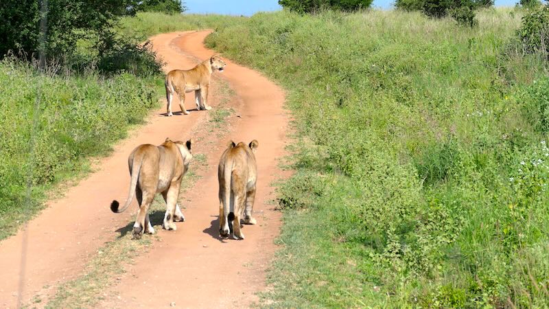 tansania-tarangire-drei-loewen 3 Löwen schlendern über die Straße im Tarangire National Park.