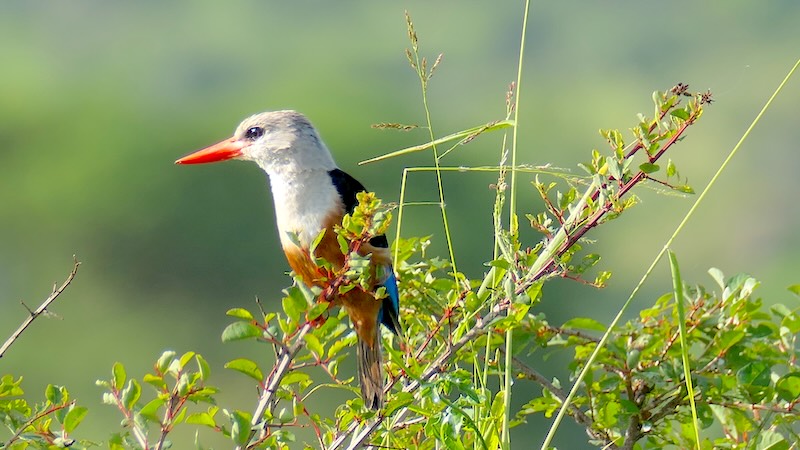 Der Graukopfliest ist ein kleiner Eisvogel, hier aufgenommen im Tarangire National Park.