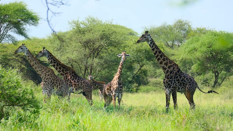 tansania-tarangire-giraffen Massai-Giraffen im Tarangire National Park in Tansania.