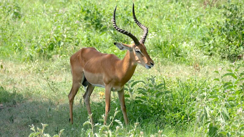tansania-tarangire-kuhantilope Kuhantilope im Tarangire National Park in Tansania.