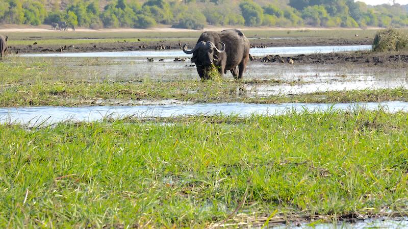 botswana-chobe-river-front-bueffel-liegt-grast-im-wasser