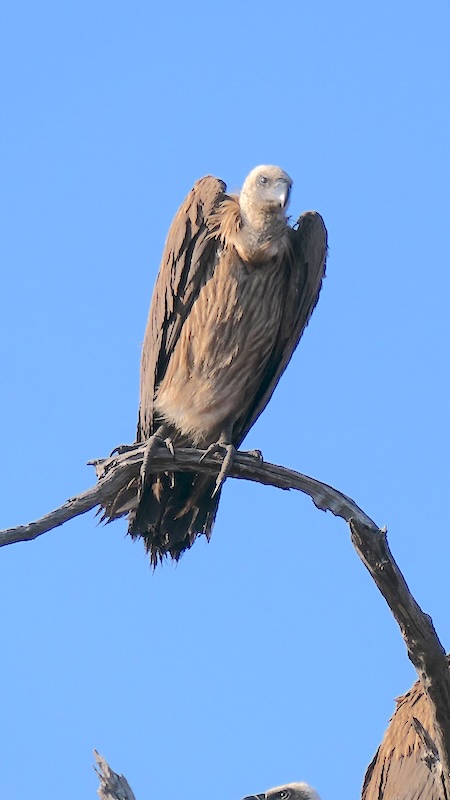 botswana-chobe-river-front-ein-geier-im-baum Nahaufnahme eines Geiers im Chobe Nationalpark in Botswana.