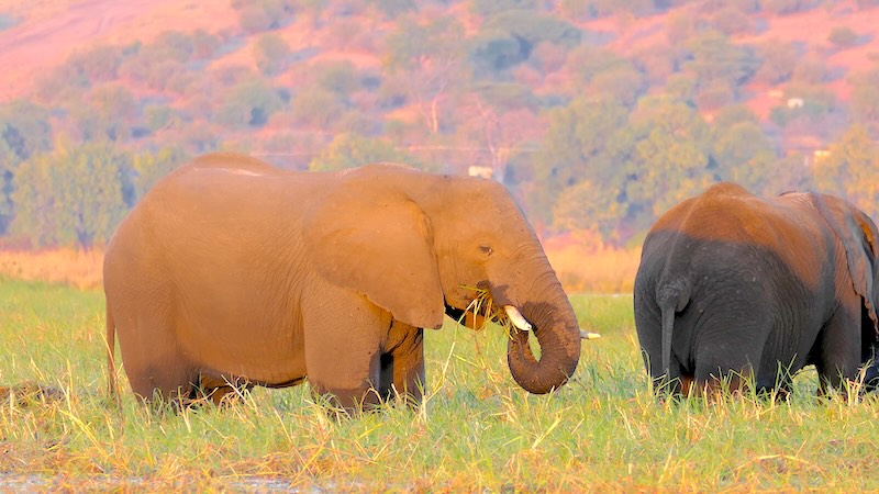 botswana-chobe-river-front-elefant-grast-in-der-abendsonne Elefanten in der Nähe des Ufers des Chobe River im Chobe Nationalpark in Botswana.