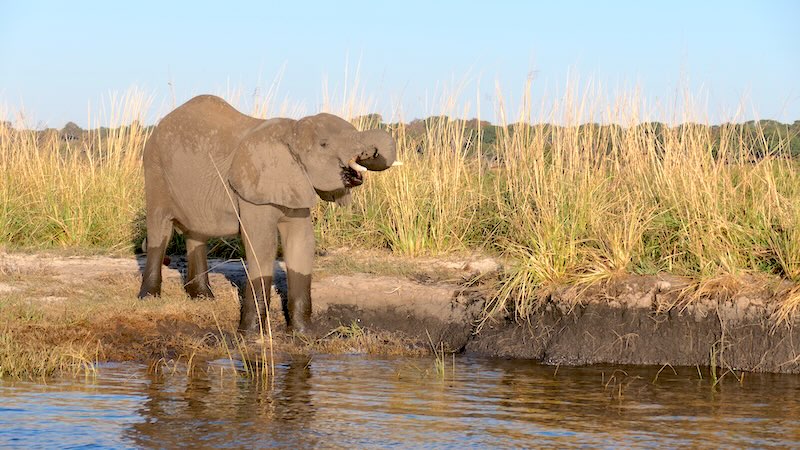 Elefanten in der Nähe des Ufers des Chobe River im Chobe Nationalpark in Botswana.