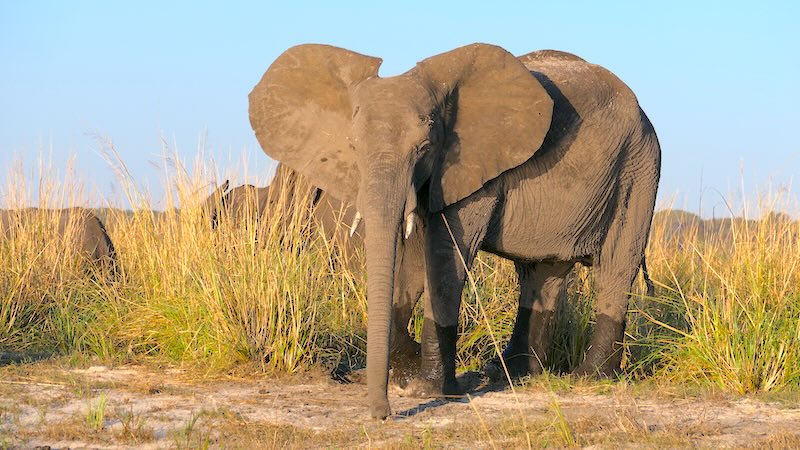 botswana-chobe-river-front-elefant-von-vorn-formatfüllend Elefanten in der Nähe des Ufers des Chobe River im Chobe Nationalpark in Botswana.