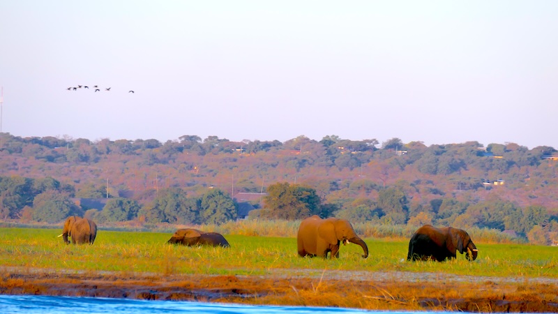 botswana-chobe-river-front-elefanten-grasen-in-der-abendsonne Elefanten in der Nähe des Ufers des Chobe River im Chobe Nationalpark in Botswana.