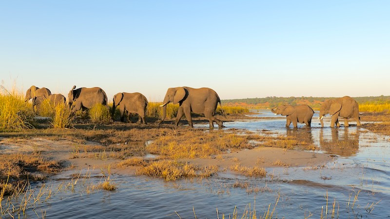 botswana-chobe-river-front-elefantengruppe-in-der-abendsonne Elefanten in der Nähe des Ufers des Chobe River im Chobe Nationalpark in Botswana.
