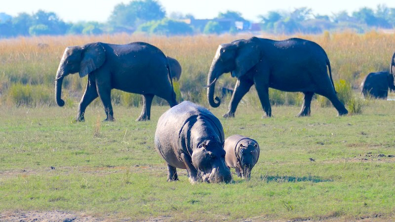 botswana-chobe-river-front-flusspferd-mit-baby